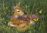 Fawn (image for) Fawn